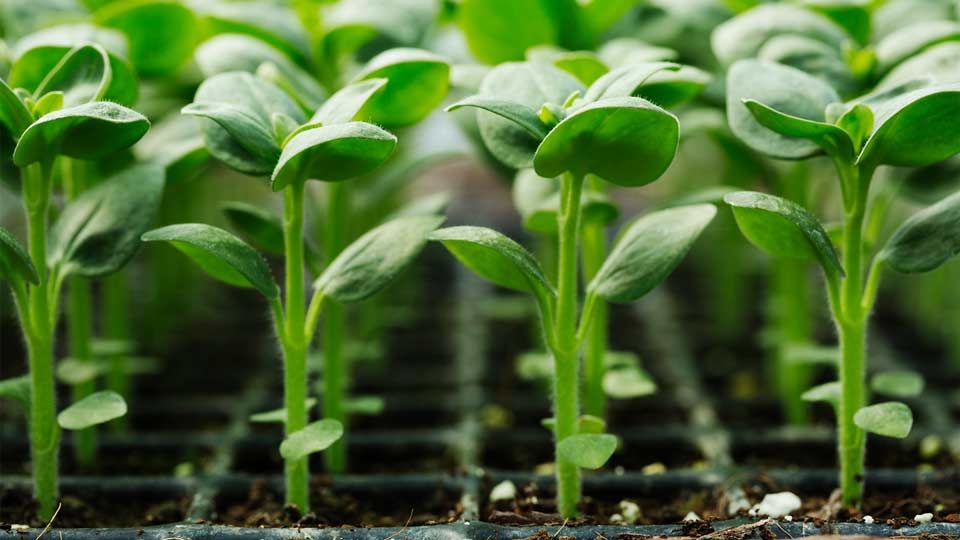 Vegetation application
